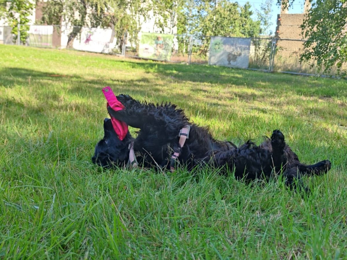 Pfotentrainer beim Hundetraining